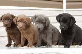 If you are unable to find your labrador retriever puppy in our puppy for sale or dog for sale sections, please consider looking thru thousands of labrador retriever dogs for adoption. Rare Purebred Silver Chocolate And Black Lab Puppies I D Love To Have A Silver Lab One Day Lab Puppies Puppies Black Lab Puppies