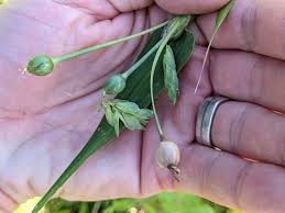 Image result for Coix lacryma-jobi