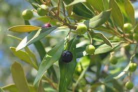 Image result for Olea capensis
