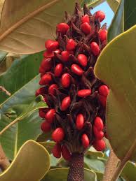 Magnolia Tree In Autumn