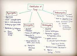 Topic Kingdom Fungi General Characteristics 11th Grade Science Biology By Avinash Sir Www Mybiologynotes Com Science Notes Science Biology Biology Notes
