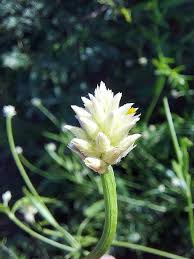 Image result for Celosia stuhlmanniana