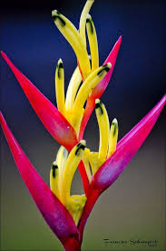 Pin On Flowers