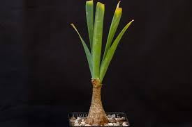 Image result for Ammocharis