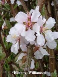 Check spelling or type a new query. Nanking Cherry Wyoming Plant Company