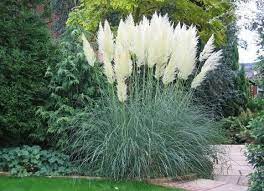 Pampas Grass Porch Plants Perfect Plants Plants