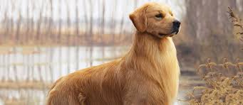 View photos and read breed profiles of dogs. What Are The Cutest Dog Breeds Petfinder