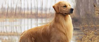 Collection by what your pet needs • last updated 11 hours ago. What Are The Cutest Dog Breeds Petfinder
