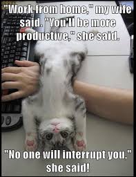 The funniest cat memes collection to turn your whole day around, giving it a bright vibe. 30 Clean Funny Animal Memes 2021 Live One Good Life