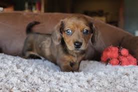 Red Dapple Shorthair Miniature Dachshund Puppy At Muddy River Dachshunds Dachshund Puppies Dachshund Puppy Miniature Dachshund