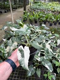 Image result for Rhynchosia ferruginea