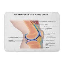 Spend some time revising this diagram by connecting the name and location of each structure with what you've just learned in the video. Godpok Pain Patella Knee Joint Anatomy Labeled Muscle Leg Rug Doormat Bath Mat 23 6x15 7 Inch Walmart Com Walmart Com
