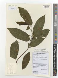 Image result for Leptonychia