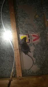 2818 hitching post san antonio, tx 78217. 46 Rodent Control And Rodent Removal In San Antonio Tx Ideas Rodent Removal Rodent Control San Antonio Tx