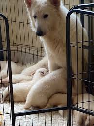 White Swiss Shepherd Dog Breeders And Puppies For Sale