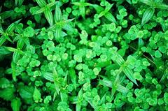 Image result for Drymaria