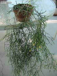 This cactus variety will not survive a hard frost, but if there is a risk of freezing temperatures it can be brought indoors to grow on. Plantfiles Pictures Hatiora Species Dancing Bones Cactus Drunkard S Dream Spice Cactus Hatiora Salicornioides By Rosinabloom