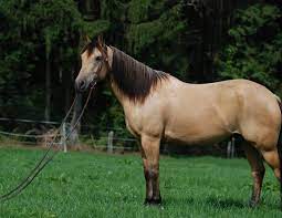 Quarter Horses Rich In Genetic Heritage Horse Journals