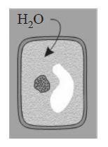 Feb 15, 2018 · so, water will move from the cell to the hypertonic solution from where it is in higher concentration (in the cell) to where it is in lower concentration (in the solution). Cell Placed In Hypertonic Solution Is Shown By Tardigrade In