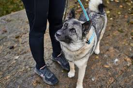 Image result for norský losí pes šedý