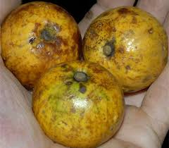 Image result for Chrysophyllum