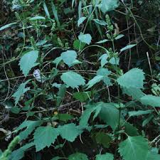 Image result for Achyrospermum carvalhoi