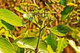 Image result for Elaeodendron matabelicum