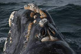 Ballena con callosidades