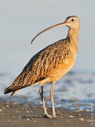 Pin On Nueces County Bird List