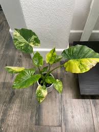 Image result for Cavacoa aurea