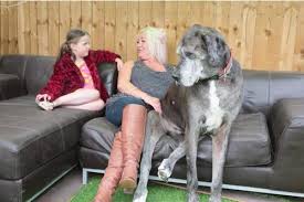 Ce formidable géant d'origine tibétaine pourrait, par sa taille, être un grand bagarreur. Le Plus Grand Chien Du Monde Est Aussi Le Plus Vieux Dogue Allemand Vivant