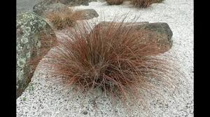 Image result for Carex conferta