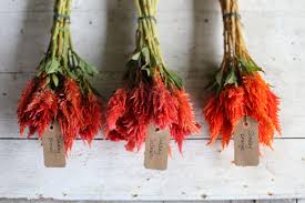 Flower Focus Celosia Floret Flowers Wholesale Flowers Flower Farm List Of Flowers