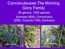 Image result for Convolvulaceae