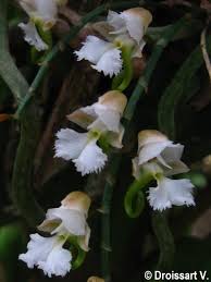 Image result for Microcoelia physophora