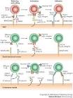 Effector t cells