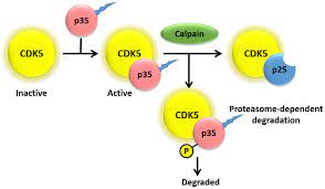 Check spelling or type a new query. Biomedicines Free Full Text Cdk5 Key Regulator Of Apoptosis And Cell Survival Html