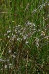 Image result for Andropogon perligulatus