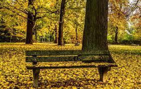 May 19, 2021 · clayton dog park. Wallpaper Autumn Park Bench Images For Desktop Section Priroda Download