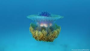 Stingless jellyfish di togian für lake mariona. Fosil Spesies Ikan Misterius Dari 150 Juta Tahun Yang Lalu Ditemukan Di Jerman Iptek Laporan Seputar Sains Dan Teknologi Dan Lingkungan Dw 26 06 2018