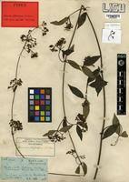 Image result for Secamone africana