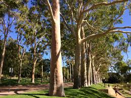 Image result for Eucalyptus citriodora