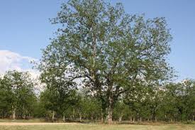 So now i am very picky and recognize really great pecans. What Are The Differences In Pecan Varieties Royalty Pecan Farms