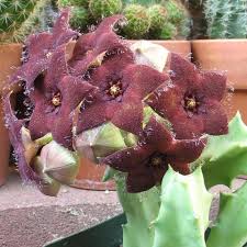 Image result for Orbea melanantha