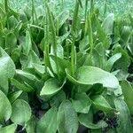 Image result for Ophioglossum vulgatum