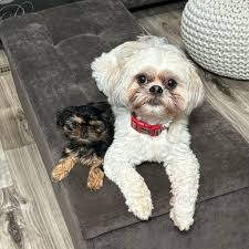 Rocker for start button replacement review