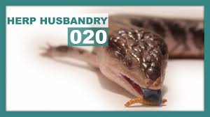 Blue tongue skink lizards eat: How To Get A Picky Blue Tongue Skink Eating Youtube