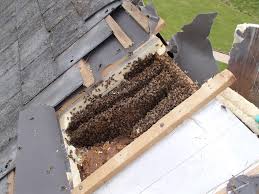 Was hoping to capture a colony that overwintered in a valve box at the house, but they. Should Honey Bees Be Poisoned It Is Legal But Complicated To Do Correctly