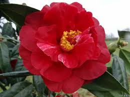 Best Camellia Terrell Weaver In NZ