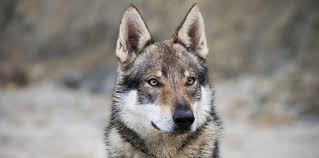 Il cane lupo cecoslovacco fu ufficialmente riconosciuto in cecoslovacchia nel 1982 , mentre nel 1989 è divenuto standard fci n. Lupo Cecoslovacco Caratteristiche E Allevamento